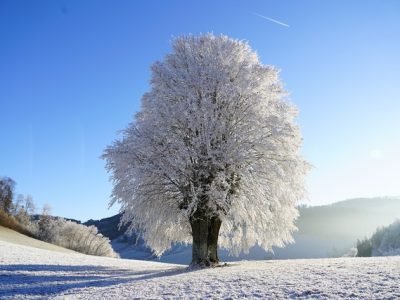 Zdjęcie drzewa zimą. Miniaturka dla akcji zima